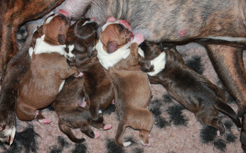 Des Fées Noires - Staffordshire Bull Terrier - Portée née le 03/11/2015