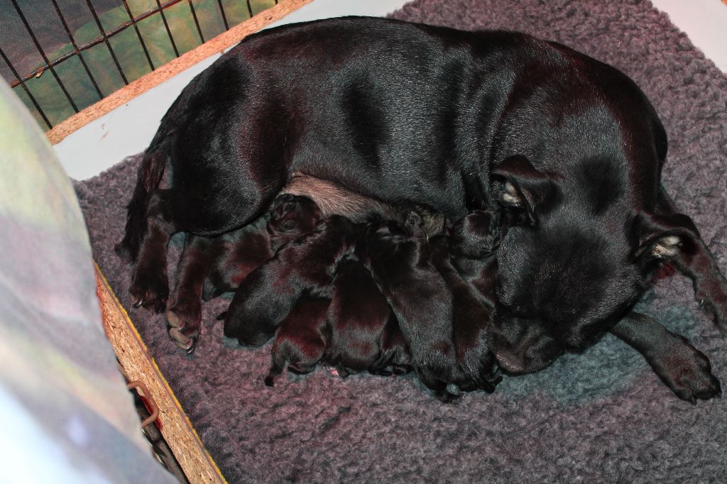 Des Fées Noires - Staffordshire Bull Terrier - Portée née le 23/08/2018