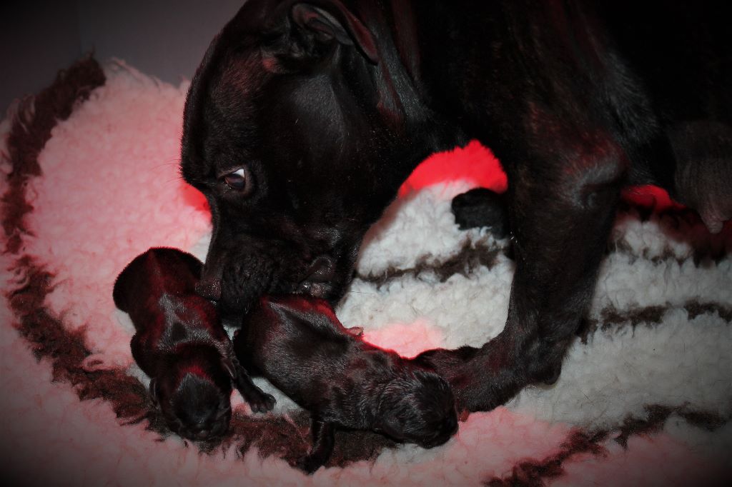 Des Fées Noires - Staffordshire Bull Terrier - Portée née le 08/07/2019