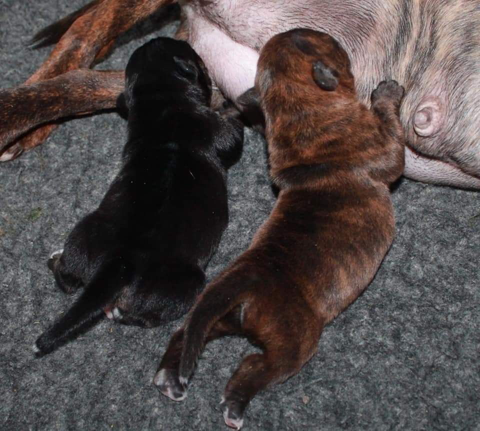 Des Fées Noires - Staffordshire Bull Terrier - Portée née le 26/03/2020