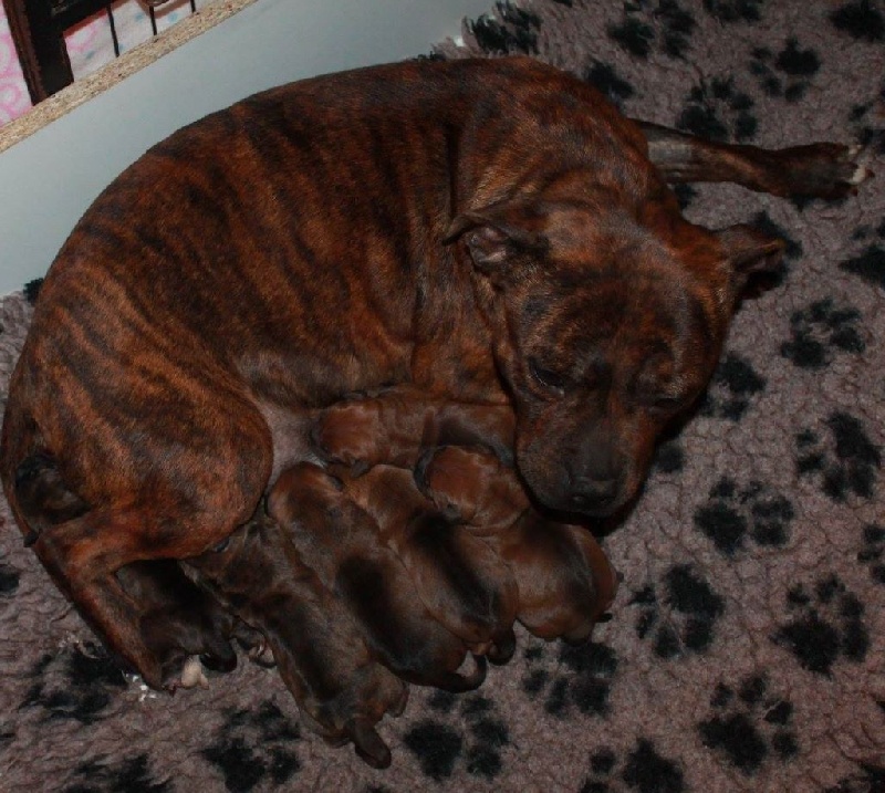 Des Fées Noires - Staffordshire Bull Terrier - Portée née le 03/12/2016