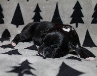 Des Fées Noires - Staffordshire Bull Terrier - Portée née le 07/11/2018