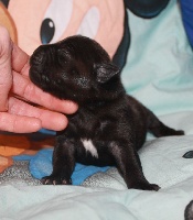 Des Fées Noires - Staffordshire Bull Terrier - Portée née le 09/01/2017