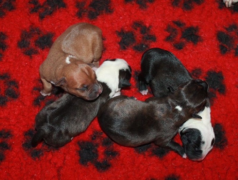 Des Fées Noires - Staffordshire Bull Terrier - Portée née le 10/07/2016