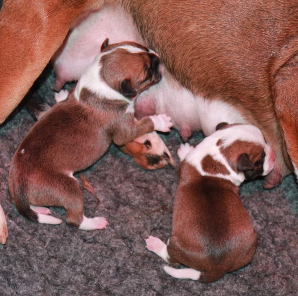 Des Fées Noires - Staffordshire Bull Terrier - Portée née le 26/01/2020